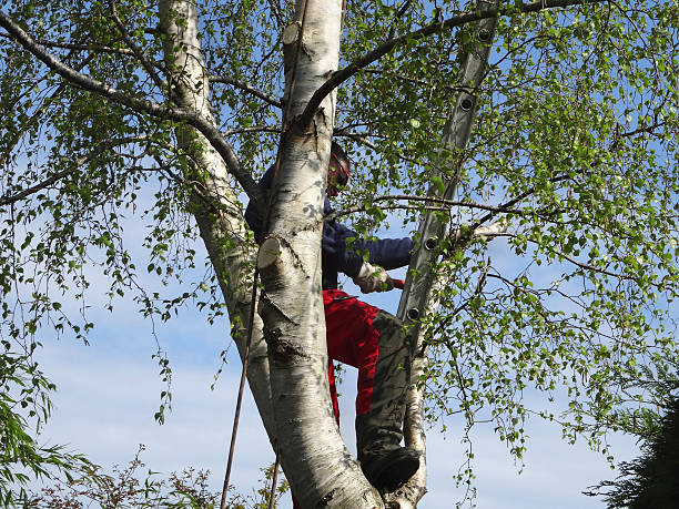 How Our Tree Care Process Works  in  Von Ormy, TX